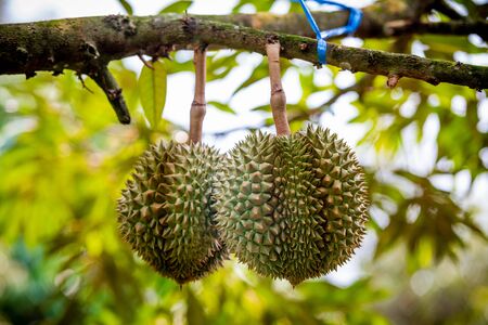 durians on the durian tree in organic durian orchard.の写真素材