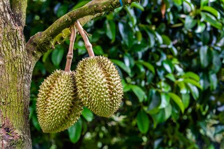 durians on the durian tree in organic durian orchard.の写真素材