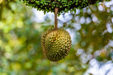 durians on the durian tree in organic durian orchard.の写真素材