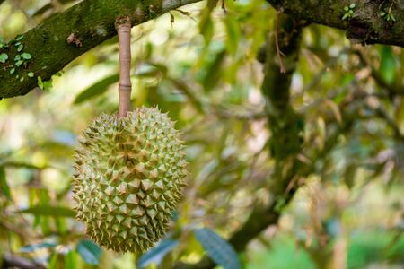durians on the durian tree in organic durian orchard.の写真素材