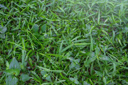 morning dew on green grass in sunny weather green leaf background water drops on tree spring fresh grass with blur close-up meadow details The grass after the rain has clean water droplets.の写真素材