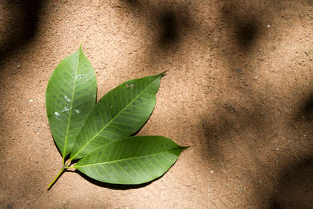 The green leaves of 3 rubber trees are placed on the sandy ground. Space for text