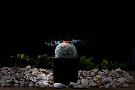 A small cactus, Mammillaria scrippsiana, is dripping, resulting in a beautiful water distribution in...