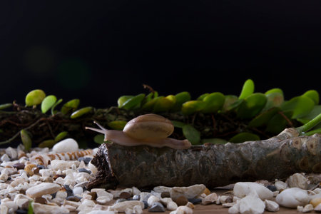 Small snail Crawling on a log on a nature path, black backgroundの写真素材