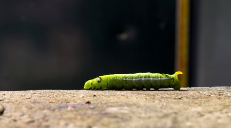Green caterpillar on a brown rock, the sun shines on the caterpillar. Dark blurred backgroundの写真素材