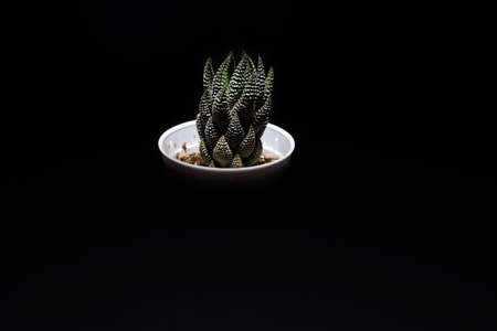 The green cactus is in a white pot in a black background.の写真素材