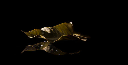 The dry brown leaves have white stains on the black glass surface, sparkling and reflecting light.の写真素材