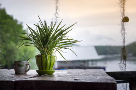 A coffee mug is placed next to a plant pot. on the old wooden table  view of the sea, the morning sun shines brightly, showing freshnessの写真素材
