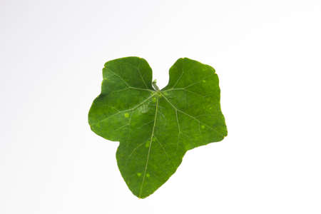 Leaves of gourds, vines that bring the tops of the leaves to eat.  on a white backgroundの写真素材