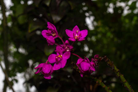Close-up of pink orchids in bloom, including cutting paths in dark natural light.の写真素材