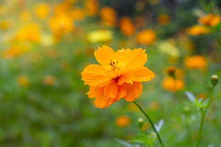 Starburst flowers, bright orange flowers. flowers in the meadow in the morning sun The picture is noisyの写真素材