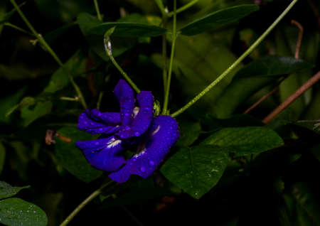 Purple flowers Butterfly pea flowers are native to Thailand. dark tone backgroundの写真素材