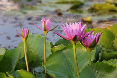pink lotusの写真素材