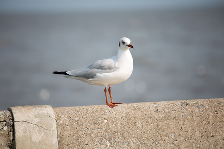 Seagull in Thailand