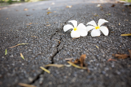 Flowers fell on the road in the parkの写真素材