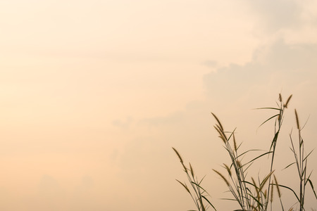 grass flower in the evening skyの写真素材