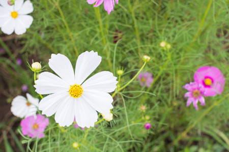 cosmos flower with green backgroundの写真素材