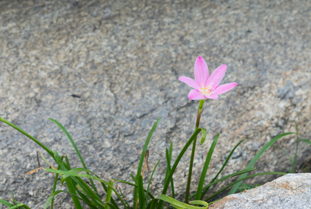 pink flower between rocksの写真素材