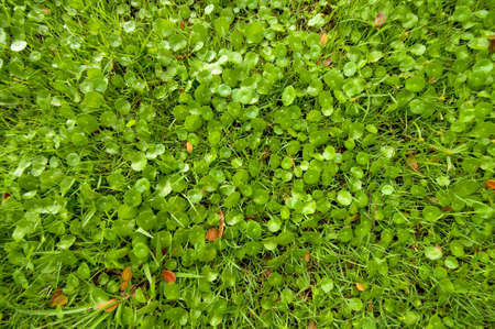 Grass field with Centella asiaticaの写真素材