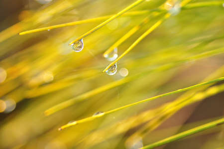 Dew drops on the grass in the warm morning.の写真素材
