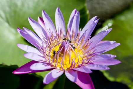 Purple lotus with a beeの写真素材