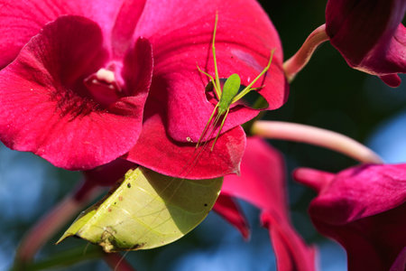 Insect eating plumeria flower.の写真素材