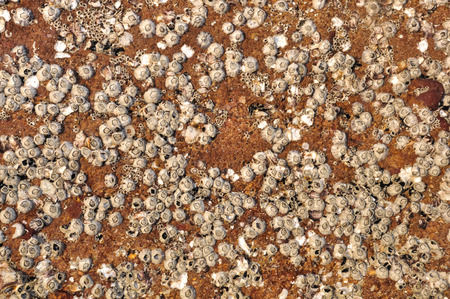 Texture Coral Stoneの写真素材
