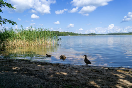 Ducks on a lake in Trakai, with the sky reflected in the lake, on a cloudy day.の写真素材