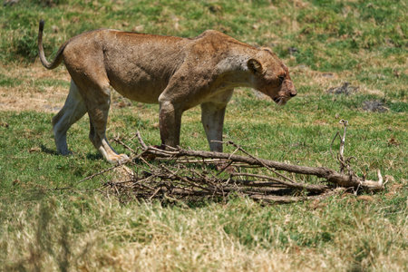 Lioness (Panthera leo) in Serengeti National Park, Tanzaniaの写真素材