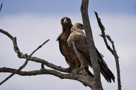 Birds of prey in the Okavango Delta - Moremi National Park in Botswanaの写真素材