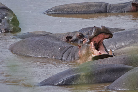 Hippos in the Okavango Delta - Moremi National Park in Botswanaの写真素材