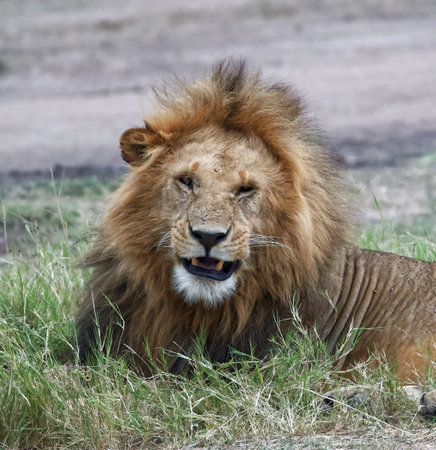 Male lion in the Moremi Game Reserve (Okavango River Delta), National Park, Botswanaの写真素材