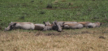 Warthogs in Serengeti National Park, Tanzania, Africaの写真素材