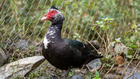 Muscovy duck, Cairina moschata, single maleの写真素材
