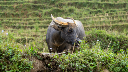 Thai buffalo on the rice terraces in Sapa, Vietnamの写真素材