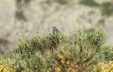 Rock bunting, Emberiza schoeniclus, single bird on bush, Warwickshireの写真素材