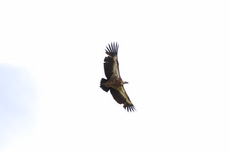 White-backed vulture (Haliaeetus albicilla) in flight