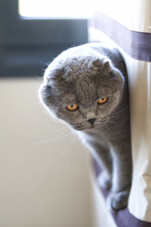 British Shorthair cat looking out the window. Selective focus.の写真素材
