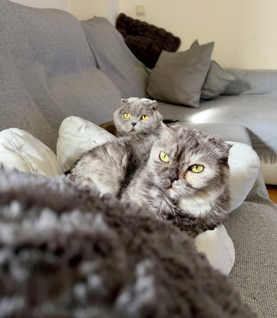 two scottish fold cats lie on the bed in the room