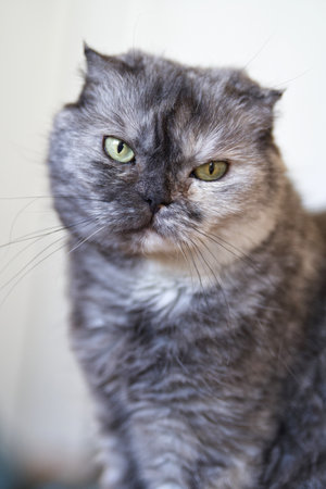 Portrait of a gray british shorthair cat with green eyesの写真素材