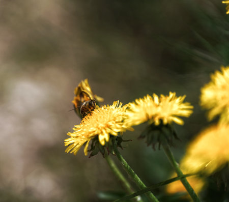 Bee on a yellow dandelion flower. Shallow depth of fieldの写真素材