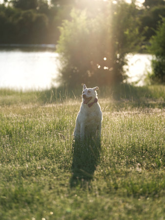 Dog breed Golden Retriever walks on green grass in sunset light