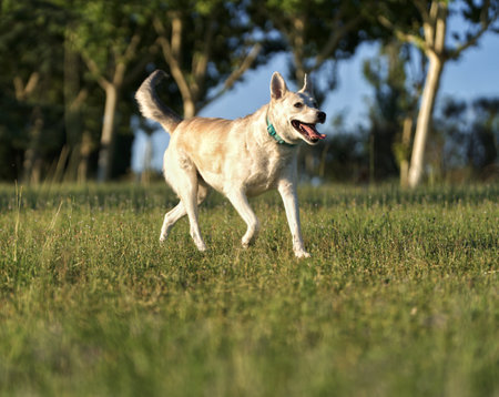 Cute mixed breed dog running in the grass on a sunny dayの写真素材