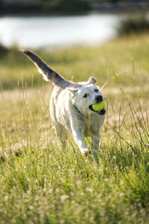 Labrador retriever playing with a ball in the grass on a sunny dayの写真素材
