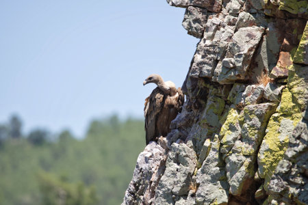 Griffon Vulture (Gyps fulvus) on a rockの写真素材