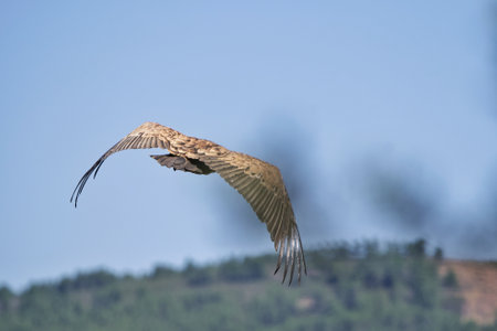 Griffon Vulture, Gyps fulvus, single bird in flight, Spain