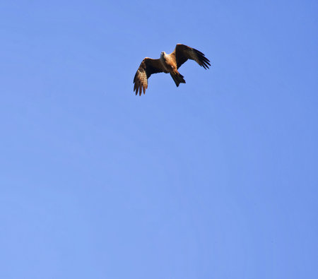 Red kite (Milvus migrans) flying in the blue skyの写真素材