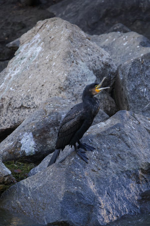 Great cormorant (Phalacrocorax carbo)の写真素材