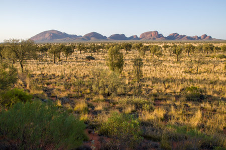Desert landscape in Kgalagadi transfrontier park, South Australiaの写真素材