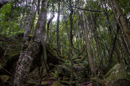 Tropical forest in Doi Inthanon National Park, Thailandの写真素材